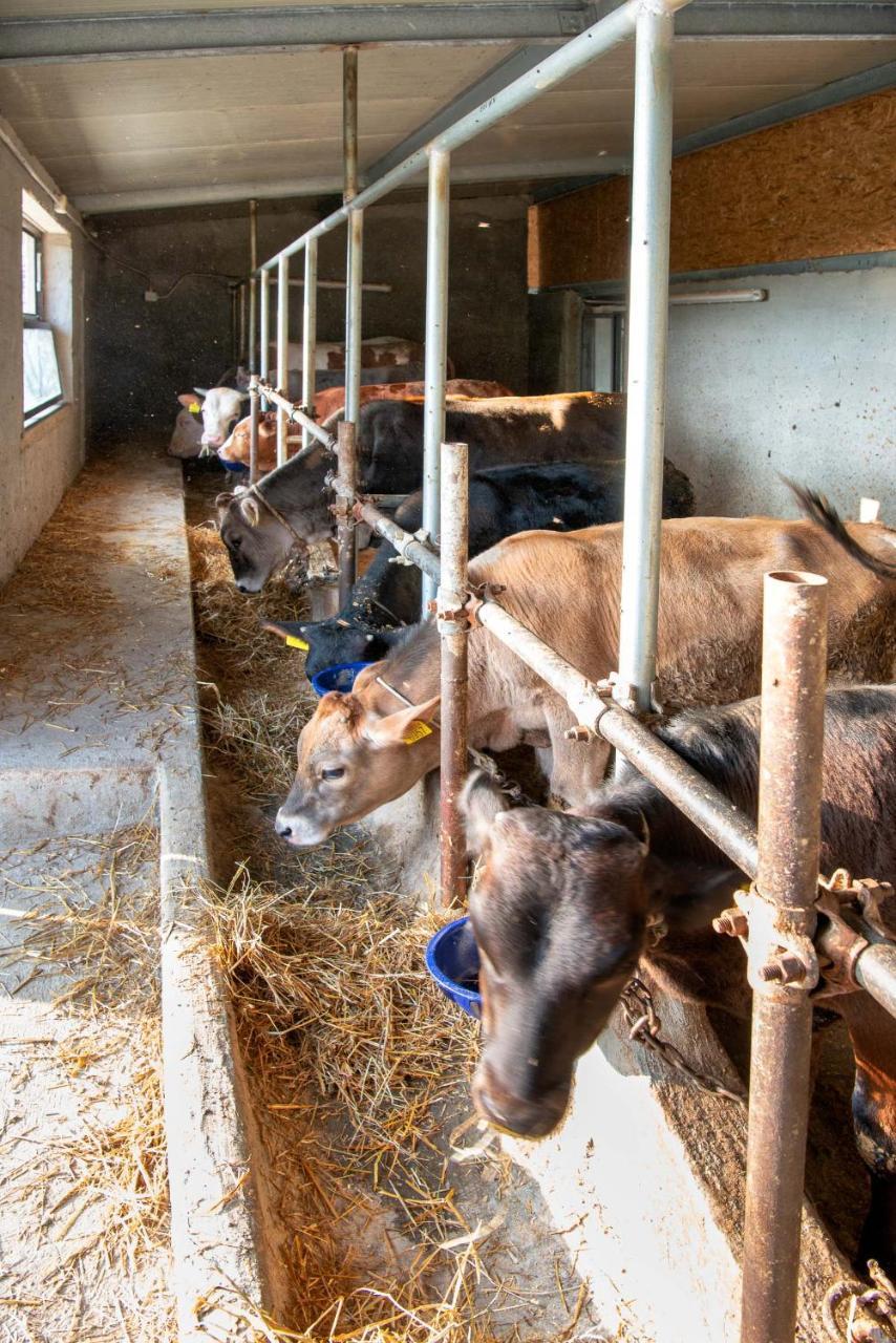 Agriturismo La Peppina Massa Lubrense Dış mekan fotoğraf